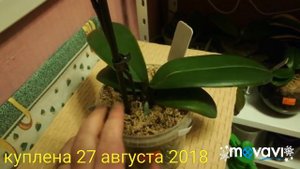 Орхидея Биг лип в полном роспуске🌸