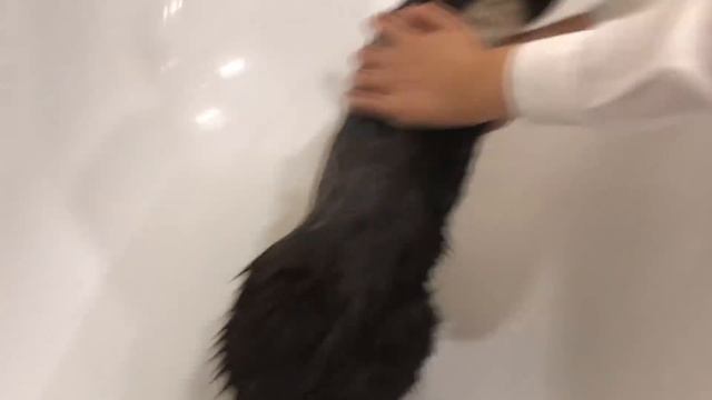 #ярославкиныбудни Сделали доброе дело. Помыли кота. смотреть онлайн