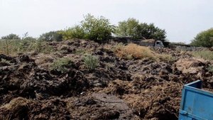 Навоз для биогазовой установки. Загрузка навоза на ферме