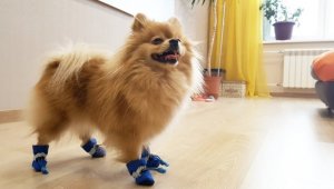 Шпиц учится ходить в ботинках