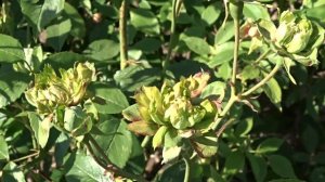 Rosa chinensis ´Viridiflora´