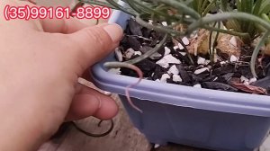 Suculenta do dia, albuca Spiralis dicas de cultivo e como fazer mudas #plantas #coleção #cactus