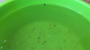 Мальки меченосца в тазу дома , чем кормить мальков дома ?