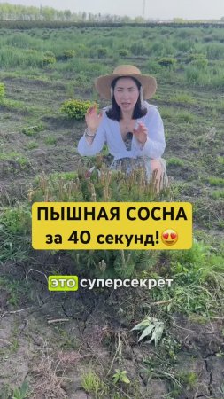 КАК СДЕЛАТЬ сосну ПЫШНОЙ? ✅Суперсекрет