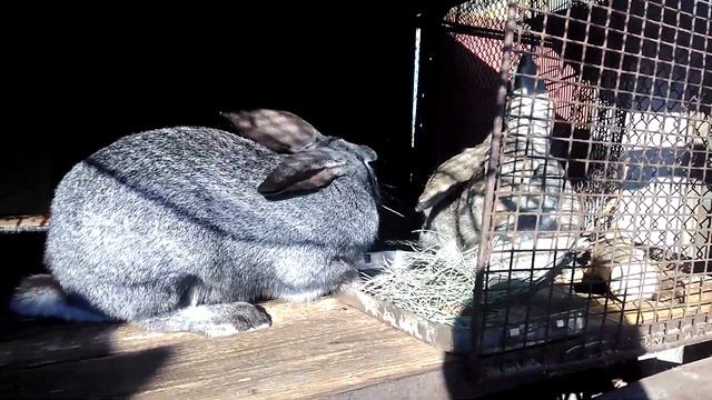 МОЖНО ЛИ КОРМИТЬ КРОЛИКОВ СОСНОЙ (ХВОЕЙ)? смотреть онлайн