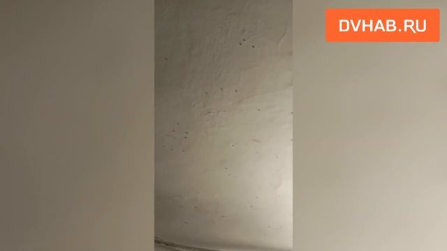 Комары кусают хабаровчан из-за сырости в доме смотреть онлайн