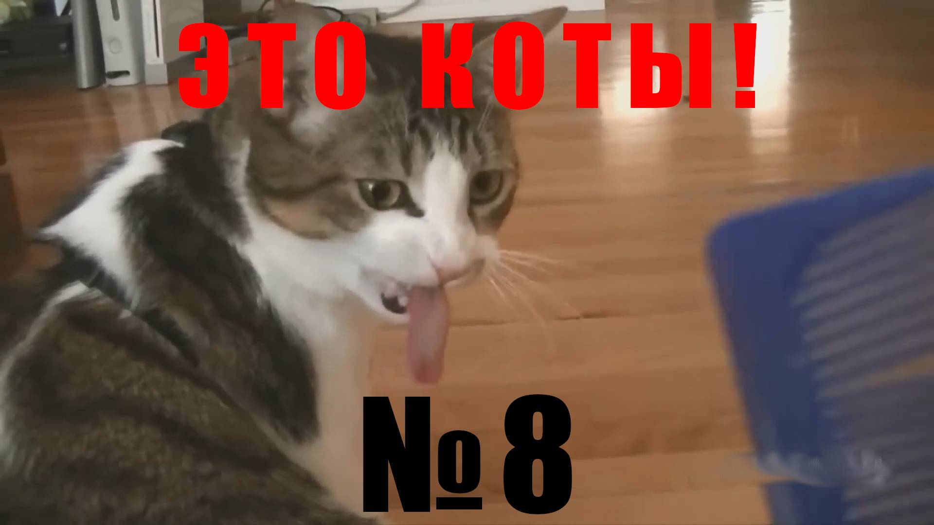 Новые видео с котами! Смешные коты, подборка. Часть 8. Приколы!  Смешно!  ЭТО КОТЫ ! Лучшее за 2024!