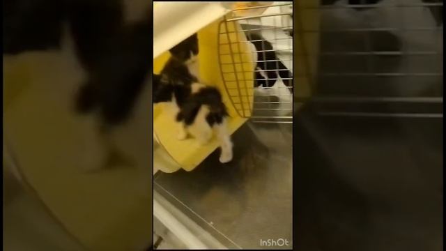 Все котята заболели, ПОМОГИТЕ ИМ С ЛЕЧЕНИЕМ 89187955827 Анна Ч. Сбербанк #нужнапомощь #творидобро