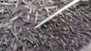 Ёжик и паразиты