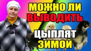Можно ли выводить цыплят в зиму. Основные ошибки.