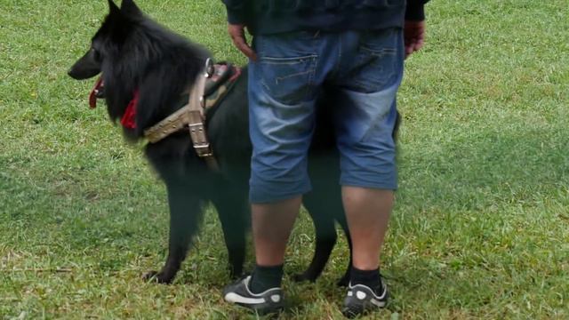 AlfaDogFest - 4. Украинский Ринг. Грюнендаль Джон смотреть онлайн