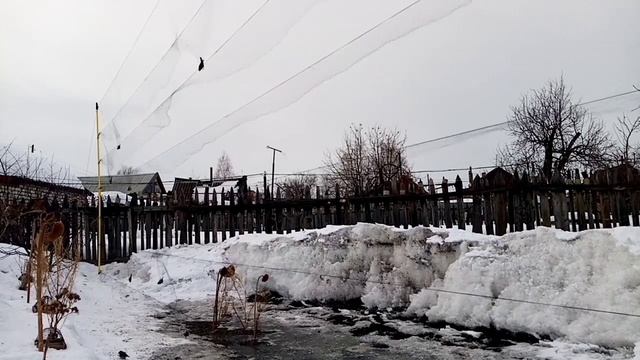 Весенние пение птиц и ловля чижей на оску ? смотреть онлайн