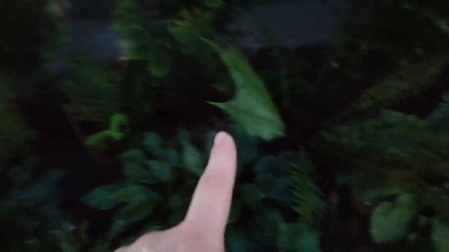 Пробежала по цветам ночью перед отъездом с дачи. Видео для меня,куда пересадила. смотреть онлайн