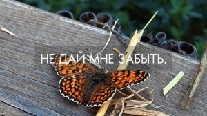 Молитва на начало дня | Утренняя молитва| Оптинских Старцев | Молитва перед едой Настройка на день