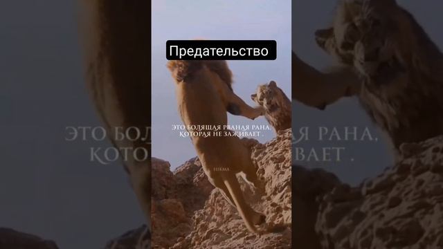 Что такое предательство?