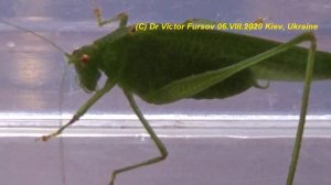 Кто Этот Чудесный Зелененький Кузнечик Пластинокрыл? Самец Phaneroptera falcata и Самки.