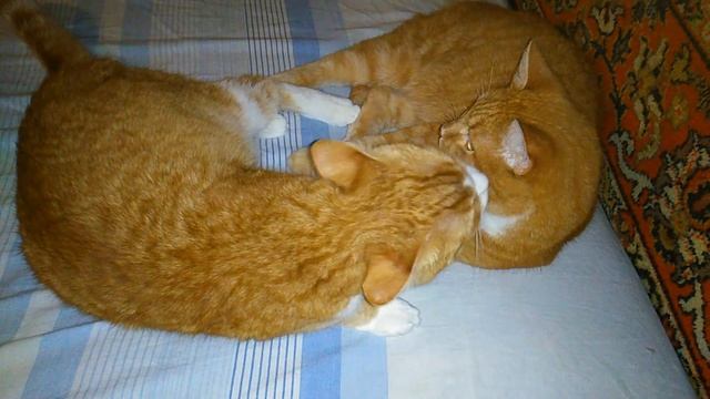 Рыжие коты - моя любовь! смотреть онлайн