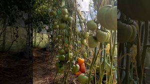 Минусинские стаканы розовые