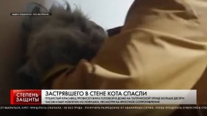 ЗАСТРЯВШЕГО В СТЕНЕ КОТА СПАСЛИ