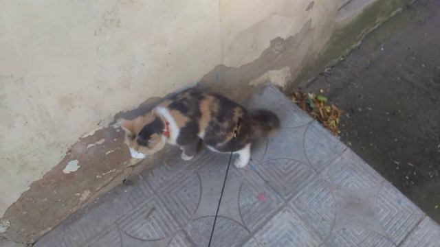 #кошка #прогулка Прогулка с кошкой