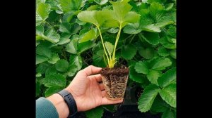 Посадка клубники в открытый грунт – сроки, схема высадки.