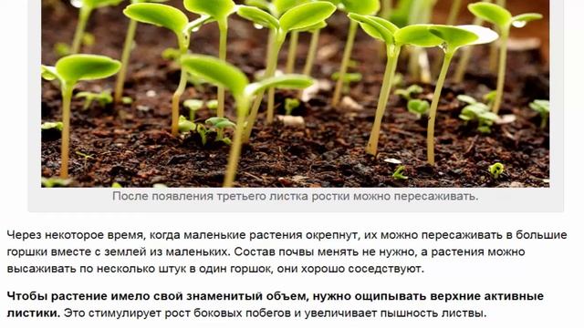 Торения: выращивание из семян и уход в домашних условиях. смотреть онлайн