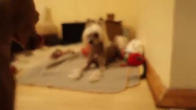 Сёма и маленькая левретка смотреть онлайн