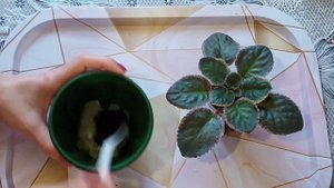 Питательный грунт для фиалок! Можно ли выращивать фиалки в таком грунте?