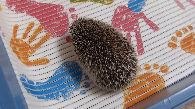 Коврик пвх как наполнитель для ежа ! Понравился ли коврик пвх Чижуне ? смотреть онлайн