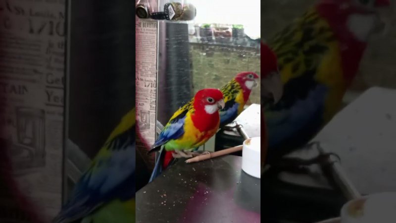 Parrot rosella plays with a pen and falls down #shorts