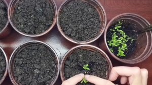АЛИССУМ ОТ СЕМЯН ДО ЦВЕТЕНИЯ ?alyssum from seed to flowering