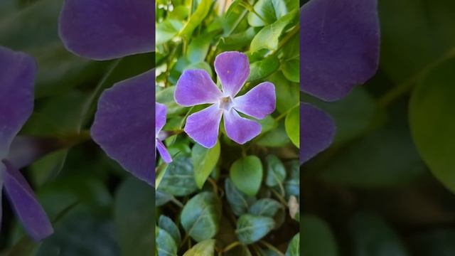 Vinca de jardín: Vinca major #flores #jardín @riomoros