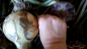 Уборка и сушка лука репки на хранение. Вот такой лук я вырастила из семян