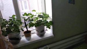 Домашние цветы.Напала мошка. ЧТО ДЕЛАТЬ?????