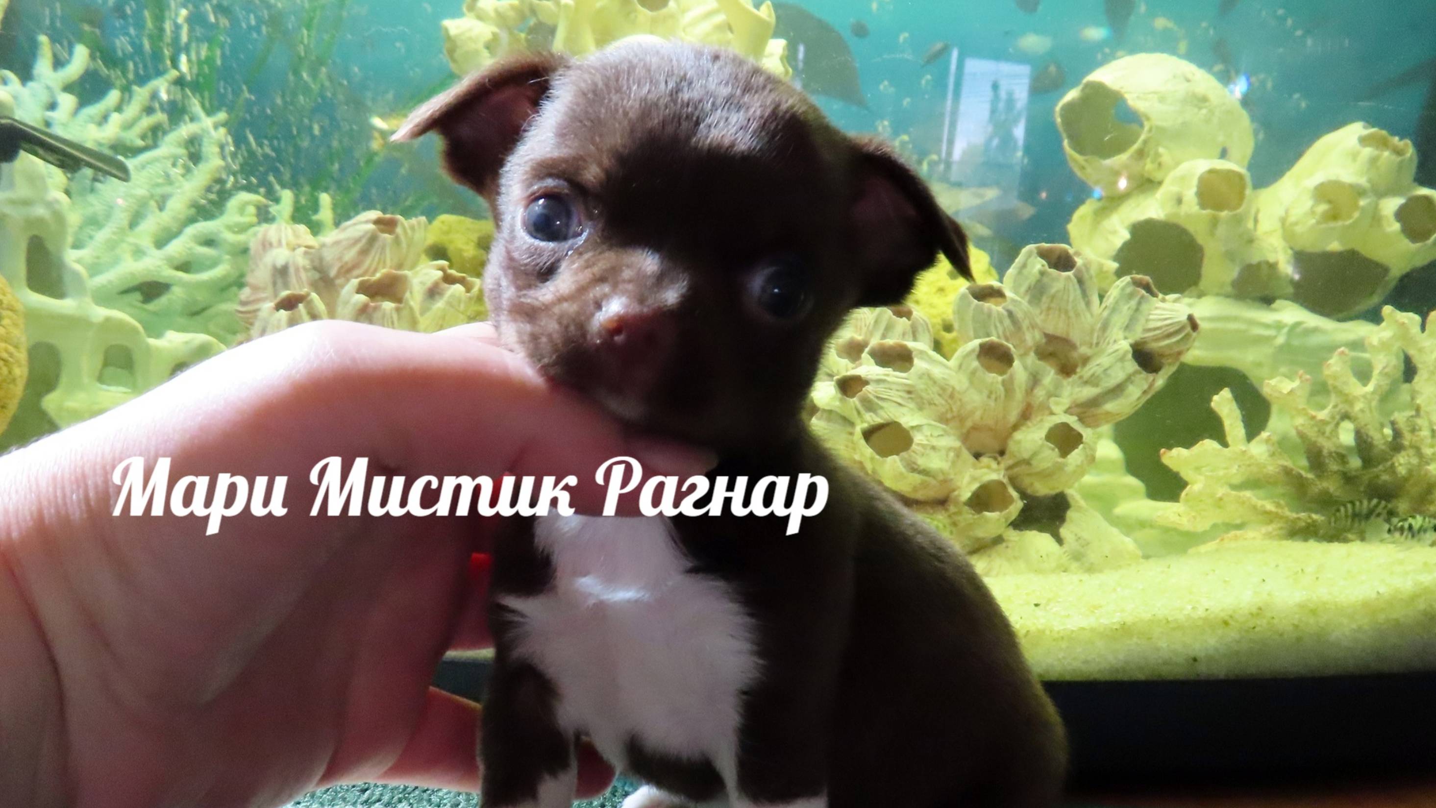 #открыт_для_резерва_щенок_чихуахуа Рагнар #ЦЕНА 25 тр #купить_чихуахуа 89215950848 #продаю_щенка
