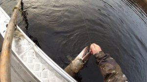 Трофей на воблер TsuYoki Draga 130