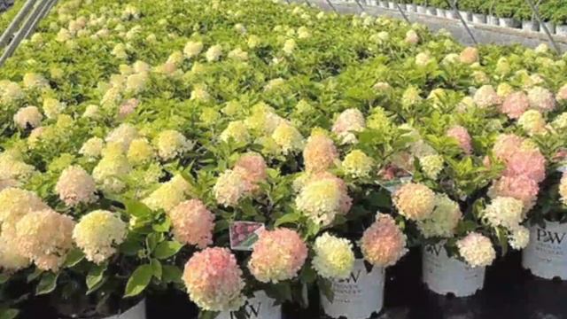 Гортензия Fire Light Tidbit,скоро на Российском рынке смотреть онлайн