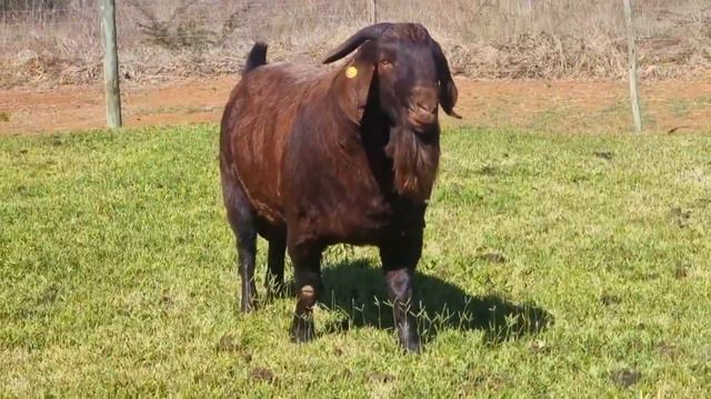 How to Succeed in Breeding Kalahari Reds Goats смотреть онлайн