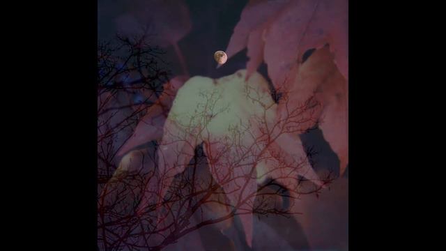 Pier Morandi - NOT DARK YET (Bob Dylan) смотреть онлайн