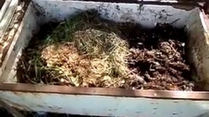 Калифорнийский червь условия содержания