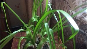 Чудесный лекарь - индийский лук. Уход в домашних условиях в зимний период..