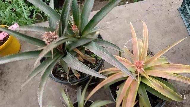 Ананас, как добиться его цветентя смотреть онлайн