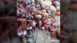 Как хранить морковь и свеклу зимой в погребе