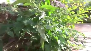 Будлея Давида на Урале