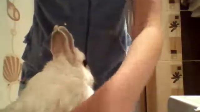 Как помыть кролика. смотреть онлайн