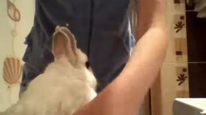 Как помыть кролика.