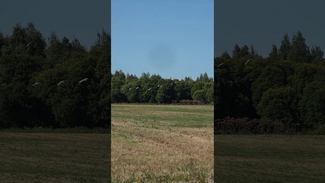 Удивительная встреча В мире животных Shorts