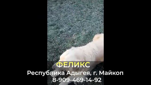 Пропала собака ! ФЕЛИКС , Республика Адыгея , г. Майкоп