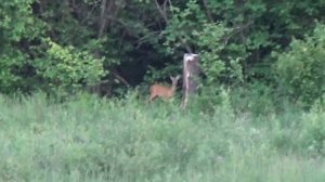 охота на козла (косуля біля солонця)2017ю (МГ Космечара )