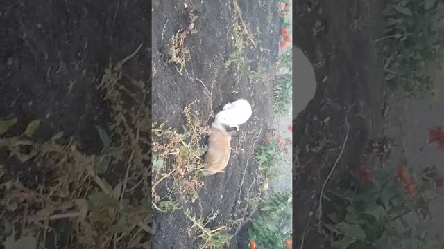 Ангорский лев-кролик! смотреть онлайн